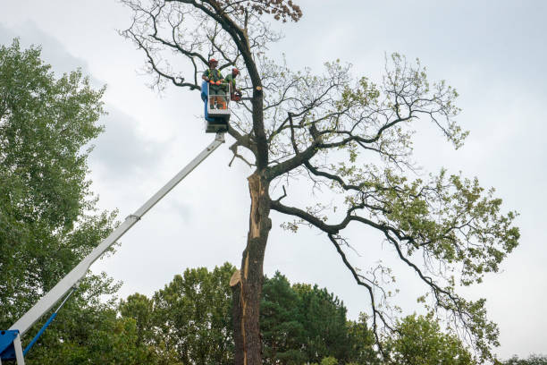 Best Tree Branch Trimming  in West Columbia, TX